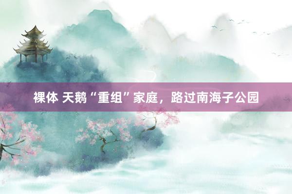 裸体 天鹅“重组”家庭，路过南海子公园